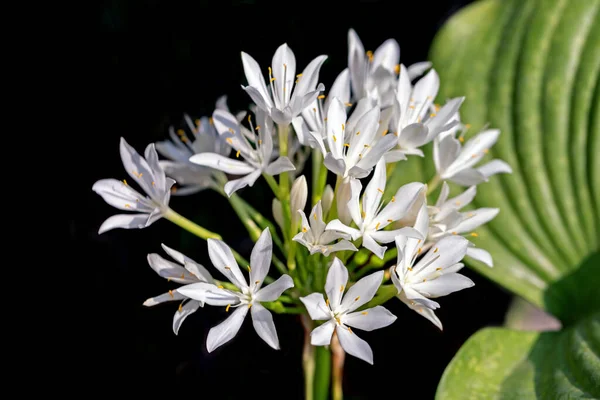 stock image Cardwell lily or Northern Christmas Lily on nature background in the garden