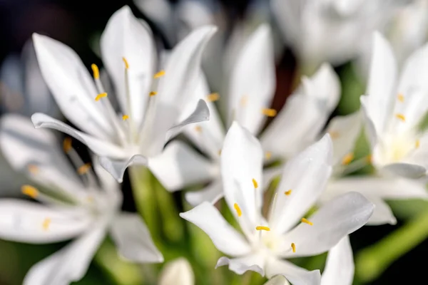 庭の自然を背景にしたCardwell LilyまたはNorthern Christmas Lily — ストック写真
