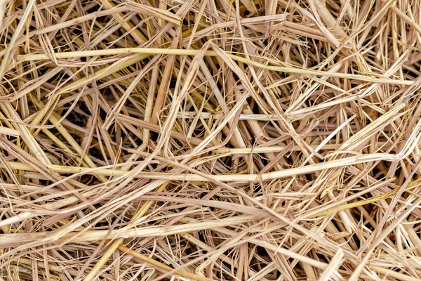 稲わら稲畑収穫の背景 — ストック写真