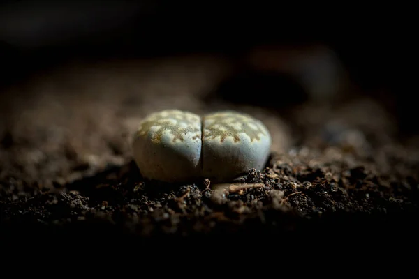 Lithops Popular Novelty House Plants Many Specialist Succulent Growers Maintain — Stock Photo, Image