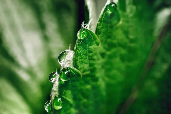 Víz Csepp Eső Zöld Levél Után — Stock Fotó