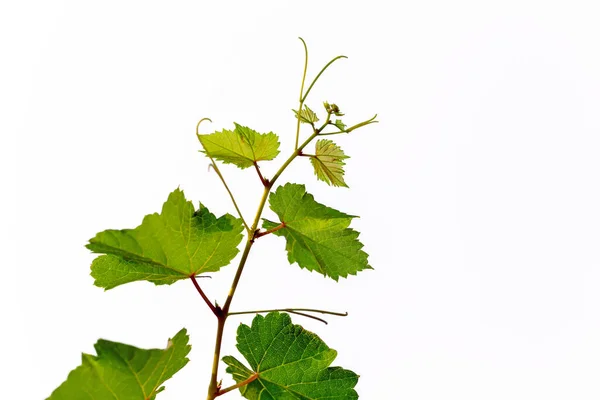 Виноград Листья Винограднике — стоковое фото