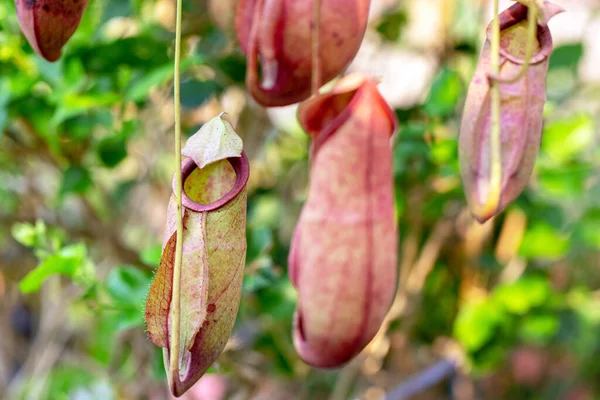 Nepenthes Bir Çeşit Böceksi Bitkidir — Stok fotoğraf