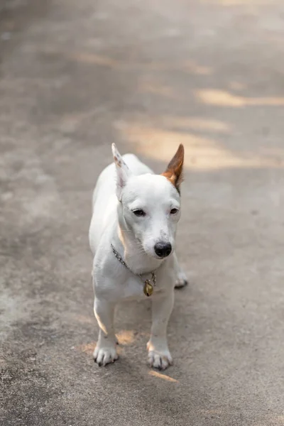 Πορτρέτο Του Jack Russell Terrier — Φωτογραφία Αρχείου