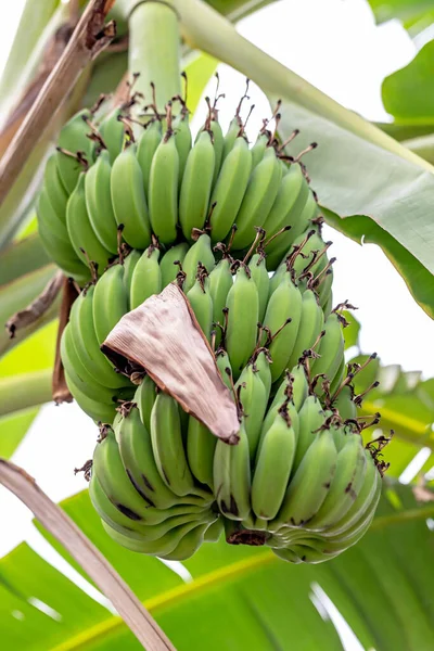 Zelené Banány Ještě Nejsou Zralé — Stock fotografie