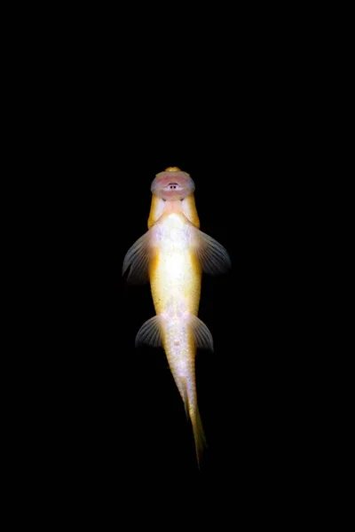Ikan Pengisap Madu Akuarium Air Tawar — Stok Foto