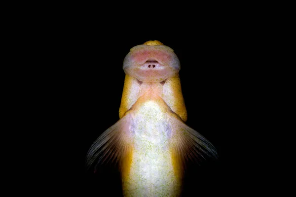 Honey Sucker Fish Freshwater Aquarium — Φωτογραφία Αρχείου