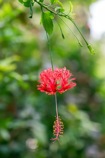 Hibiscus Tropische Bloem Tuin — Stockfoto