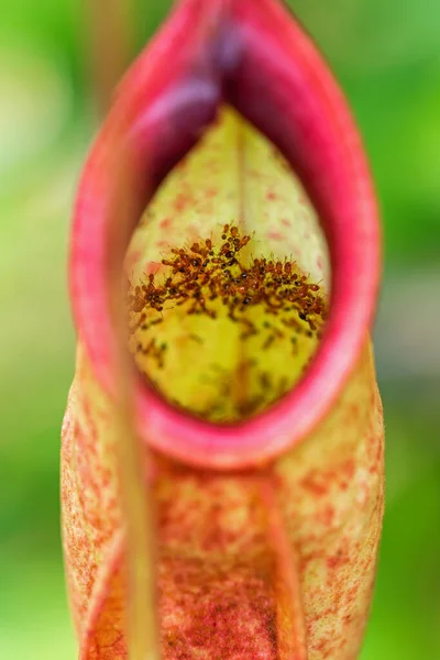 Nepenthes Jest Rodzajem Roślin Owadożernych — Zdjęcie stockowe