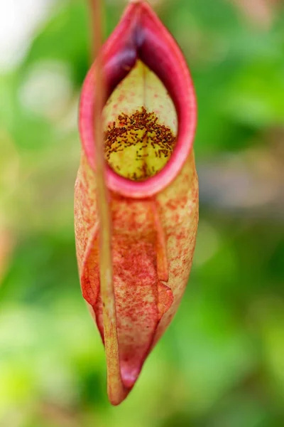 Nepenthes Tipo Planta Insetívora — Fotografia de Stock