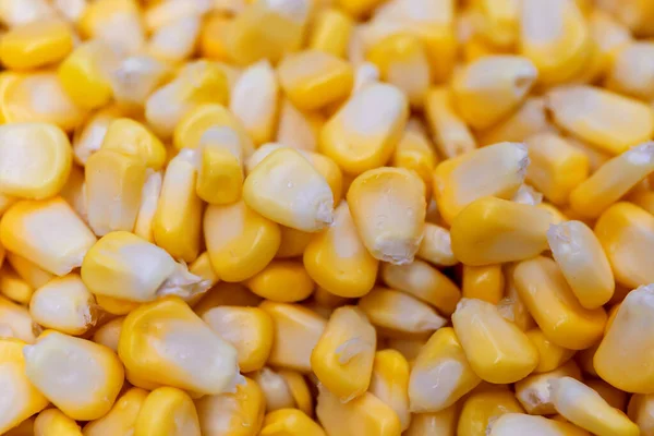 Сладкая Кукуруза Растение Высоким Содержанием Питательных Веществ Клетчатки Лицензионные Стоковые Фото
