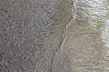 nature around in mangrove forest