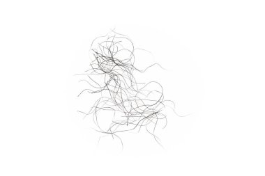 pubic hair fall isolated on white background