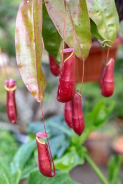 Nepenthes bir çeşit böceksi bitkidir.