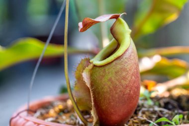 Nepenthes bir çeşit böceksi bitkidir.