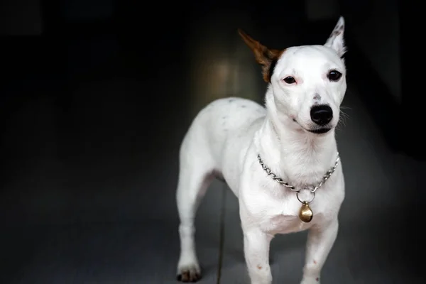 Porträt Von Jack Russell Terrier — Stockfoto