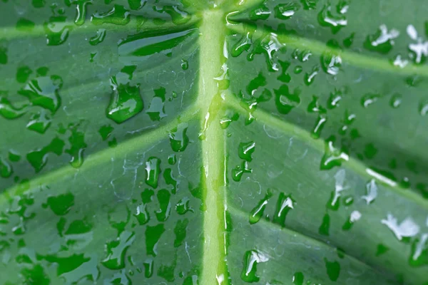 Gotas Água Após Chuva Folha Verde — Fotografia de Stock