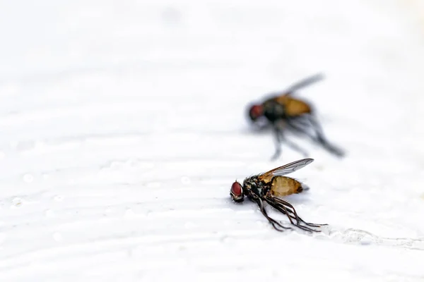 Fliegen Insektenfallen Gefangen — Stockfoto