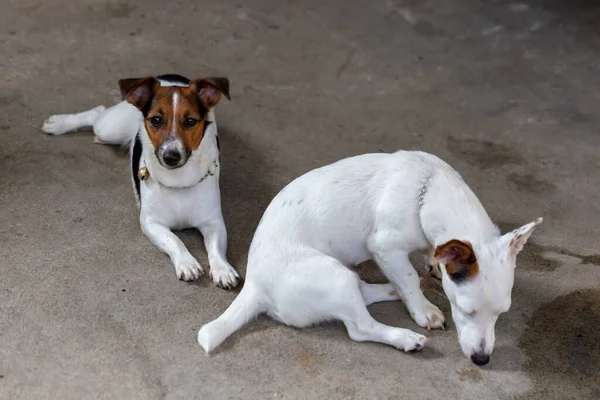 Jack Russell Terrier Portréja — Stock Fotó