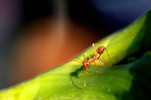 Acercamiento Hormigas Tejedoras Rojas Hoja Verde —  Fotos de Stock