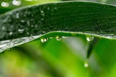 yeşil yaprak yağmur sonra su damlaları