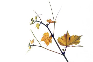 tatlı üzüm asma yaprağı