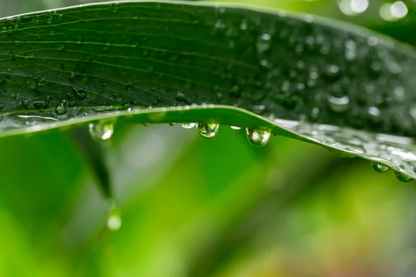 Gotas Agua Después Lluvia Sobre Hoja Verde — Foto de Stock