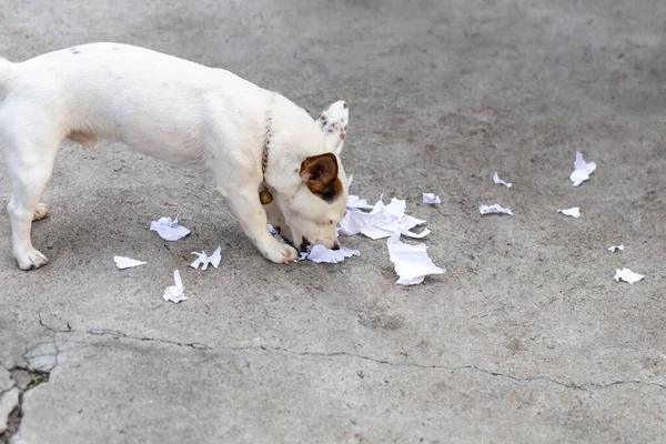 Dog biting paper playing on the floor