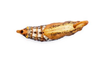 Yetişkin bir kelebeğin yavru kelebeği