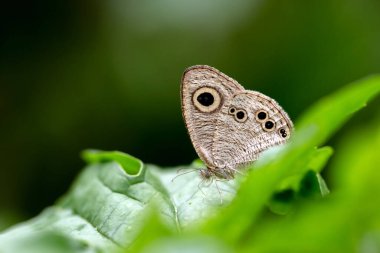 yeşil yaprak üzerinde Kelebek Monarch