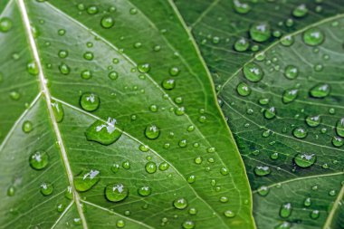 Bambu yapraklı su damlacıkları