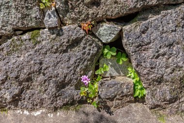 Çatlak zeminde büyüyen bir ağaç