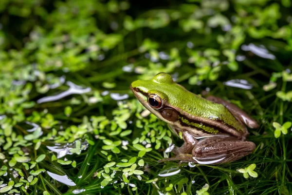 Πράσινος Βάτραχος Πράσινο Φύλλο — Φωτογραφία Αρχείου