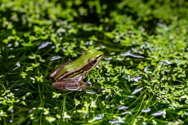 緑の葉に緑の水田カエル — ストック写真