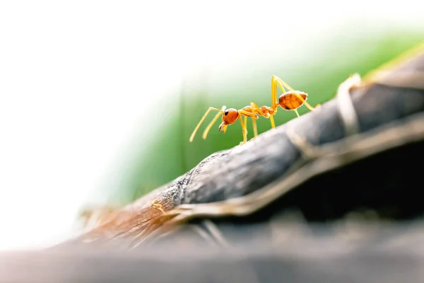 Acercamiento Hormigas Tejedoras Rojas Hoja Verde — Foto de Stock