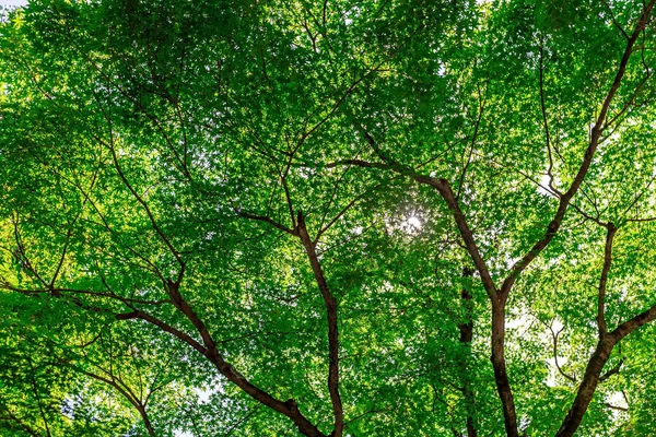 Folhas Árvore Folhas Bordo Início Estação Chuvosa — Fotografia de Stock