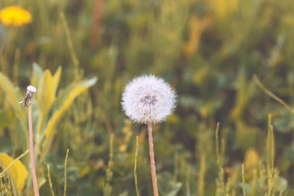 Beautiful puffy dandelions and flying seeds