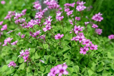 Yağmur ormanlarının garip şekilli yabani çiçekleri..