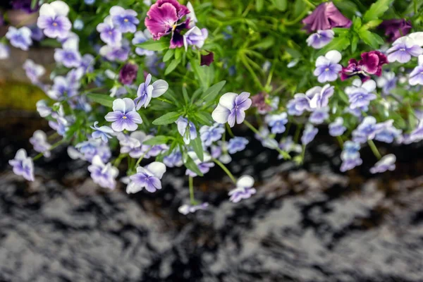 Våren Bakgrund Med Vackra Blå Blommor — Stockfoto