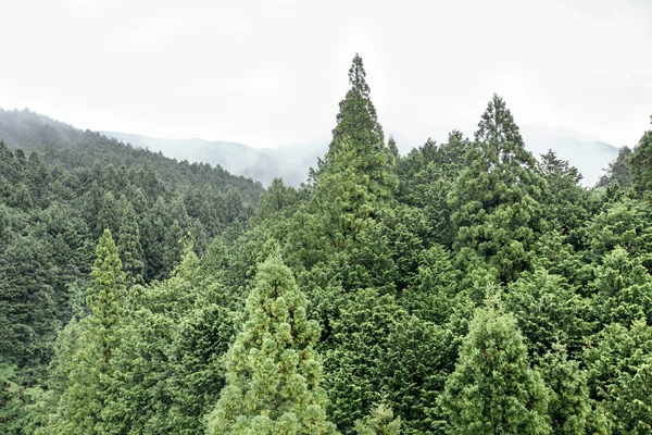 上から見た三枚葉の松林 — ストック写真