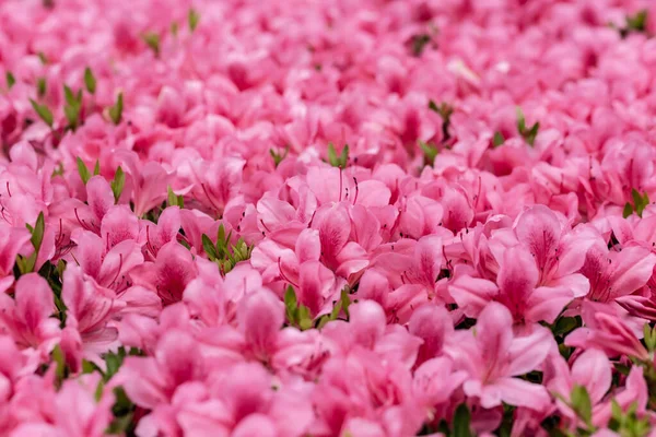 Pembe açelya çiçekleri doğanın bahar arka planını kapatır.