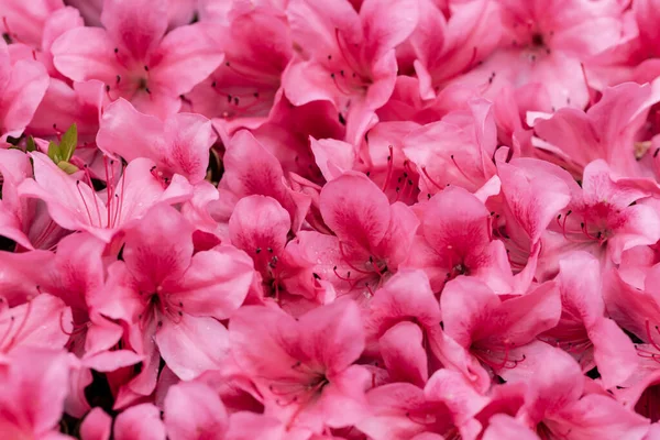 stock image Blooming pink azalea flowers close up nature spring background
