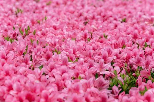 Fioritura Rosa Azalea Fiori Vicino Natura Primavera Sfondo — Foto Stock