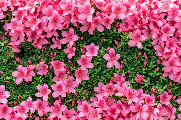 Virágzó Rózsaszín Azálea Virágok Közelről Természet Tavasz Háttér — Stock Fotó