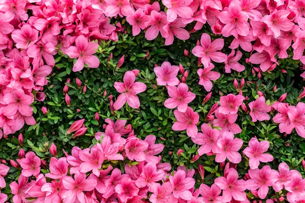 Kwitnący Różowy Azalia Kwiaty Zbliżenie Natura Wiosna Tło — Zdjęcie stockowe