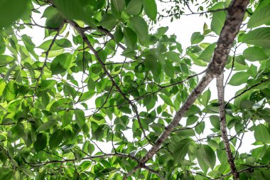 Yağmur mevsiminin başında kiraz ağacı yaprakları