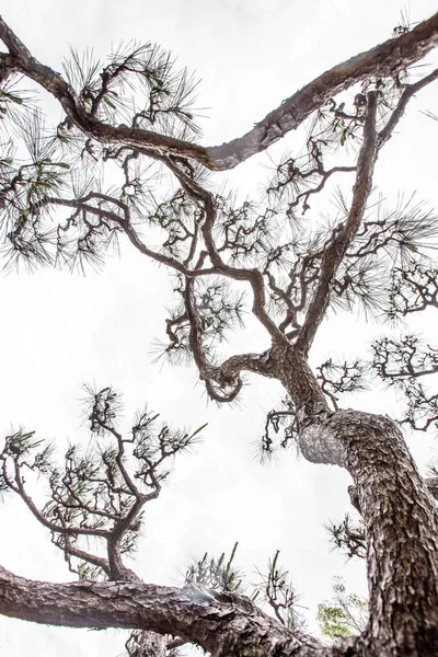 Ένα Φθινοπωρινό Σχήμα Ενός Δέντρου Την Σιλουέτα Του Δέντρου Υποκατάστημα — Φωτογραφία Αρχείου