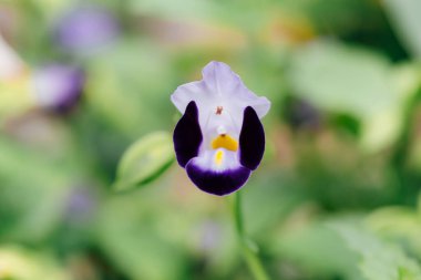 The wishbone flower are in full bloom