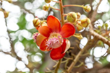 Gülle Ağacı ve çiçek (Sal, Couroupita guianensis)