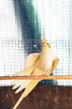 Cockatiel portresi (Nymphicus hollandicus)